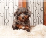Image preview for Ad Listing. Nickname: Litter of 2