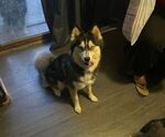 Small Photo #1 Pomsky Puppy For Sale in KENTWOOD, MI, USA