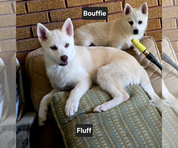 Medium Photo #3 Siberian Husky-Unknown Mix Puppy For Sale in Sandy, UT, USA