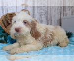 Small Photo #4 Cocker Spaniel-Poodle (Miniature) Mix Puppy For Sale in SHILOH, OH, USA