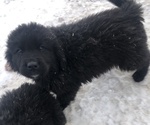 Small #5 Great Pyrenees-Newfoundland Mix