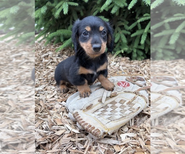 Medium Photo #2 Dachshund Puppy For Sale in MIDDLEBURY, IN, USA