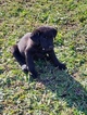 Small Photo #8 Labrador Retriever Puppy For Sale in HARTVILLE, MO, USA