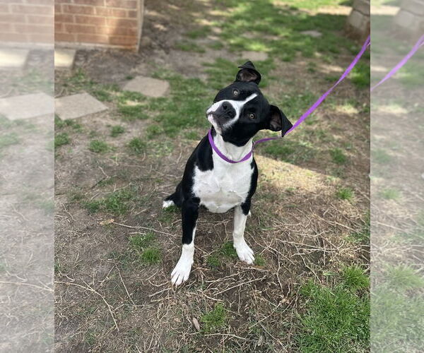 Medium Photo #5 Mutt Puppy For Sale in Euless, TX, USA