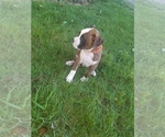 Small Photo #9 Boxer Puppy For Sale in METROPOLIS, IL, USA
