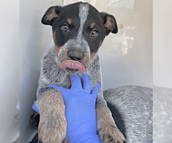 Medium Photo #1 Mutt Puppy For Sale in Houston, TX, USA