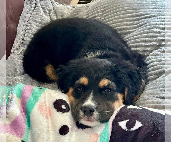 Medium Photo #6 Aussiedor Puppy For Sale in Germantown, OH, USA