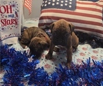 Small #5 Boxer