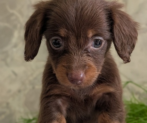 Medium Photo #2 Dachshund Puppy For Sale in GOSHEN, IN, USA