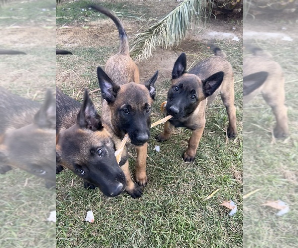 Medium Photo #1 Belgian Malinois Puppy For Sale in WEST HILLS, CA, USA