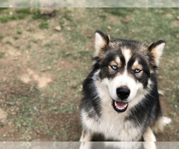 Medium Photo #1 Pomsky Puppy For Sale in LEBANON, OR, USA