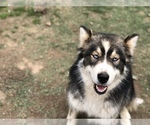 Small Photo #1 Pomsky Puppy For Sale in LEBANON, OR, USA