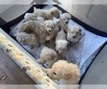 Small Photo #14 Poodle (Standard) Puppy For Sale in NASHVILLE, TN, USA