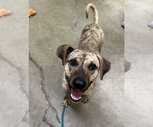 Medium Plott Hound Mix