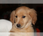 Small Photo #12 Golden Retriever Puppy For Sale in SPENCER, TN, USA