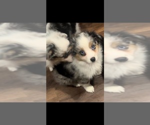 Miniature Australian Shepherd Puppy for sale in INDIANAPOLIS, IN, USA