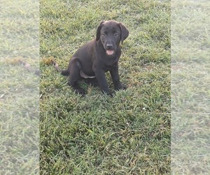 Labrador Retriever Puppy for sale in SEDLEY, VA, USA