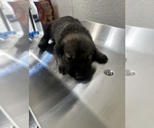 German Shepherd Dog-Unknown Mix Dogs for adoption in San Bernardino, CA, USA