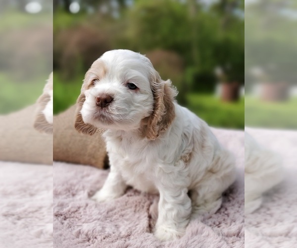 Medium Photo #1 Cocker Spaniel Puppy For Sale in TERRY, MS, USA