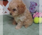 Small #7 Cavapoo