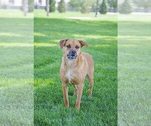 Rae - Female Labrador Retriever-Unknown Mix Dog for Adoption - Photo #6