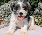 Puppy 6 Schnauzer (Miniature)