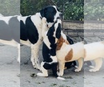 Small #5 Cane Corso-Saint Bernard Mix
