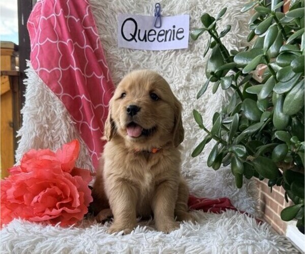 Medium Photo #3 Golden Retriever Puppy For Sale in THORP, WI, USA