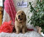 Small #2 Golden Retriever