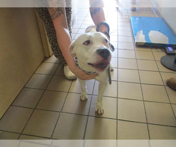 Medium Photo #1 American Pit Bull Terrier Puppy For Sale in Ocala, FL, USA