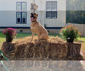 Crosby - Female Labrador Retriever-Unknown Mix Dog for Adoption - Photo #8
