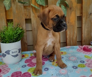 Medium Boxer