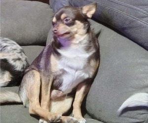 Father of the Chihuahua puppies born on 06/24/2025