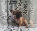 Small Photo #2 French Bulldog Puppy For Sale in MINERAL WELLS, WV, USA