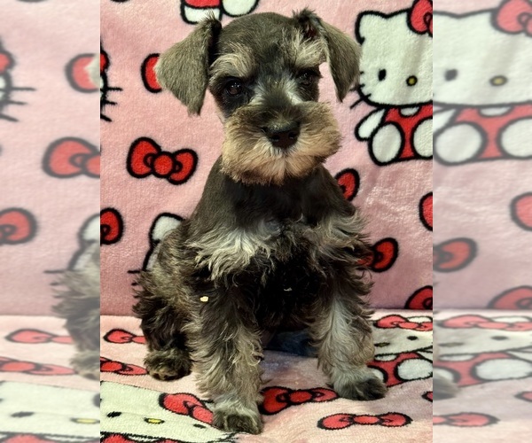 Medium Photo #3 Schnauzer (Miniature) Puppy For Sale in JEFFERSON, OR, USA