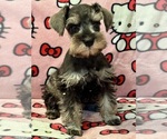 Puppy Buttercup Schnauzer (Miniature)