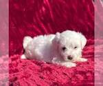 Small Photo #2 Bichon Frise Puppy For Sale in ROCKVILLE, IN, USA