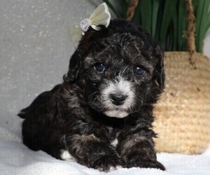 Cavapoo Puppy for sale in JONES, MI, USA