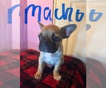Puppy Puppy 2 Faux Frenchbo Bulldog