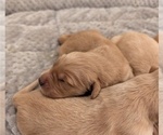 Small #1 Golden Retriever
