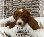 Puppy Petunia Poodle (Toy)