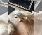 Small #2 Poodle (Miniature)
