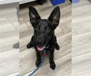 German Shepherd Dog-Unknown Mix Dogs for adoption in Redlands, CA, USA