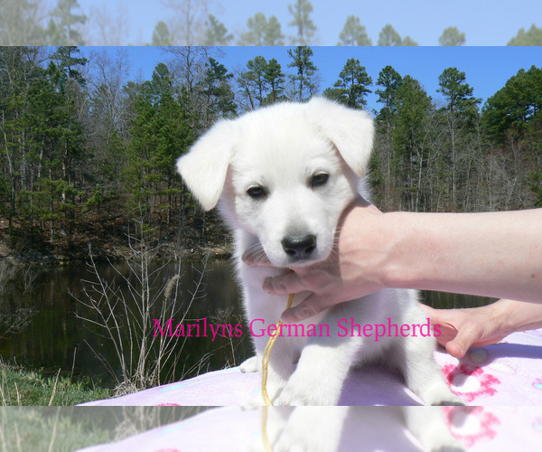 Medium Photo #3 German Shepherd Dog Puppy For Sale in PIEDMONT, MO, USA