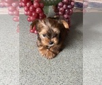 Puppy Puppy Red Biewer Yorkie-Shorkie Tzu Mix