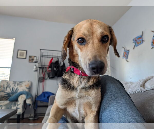 Medium Photo #10 Beagle Puppy For Sale in Dunnellon, FL, USA