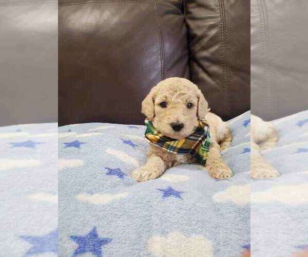 Medium Photo #1 Poodle (Standard) Puppy For Sale in TAMPA, FL, USA