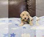 Small Photo #1 Poodle (Standard) Puppy For Sale in TAMPA, FL, USA