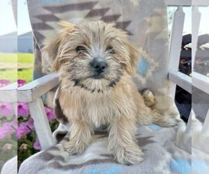 Morkie Puppy for sale in WILLIAMSBURG, IN, USA
