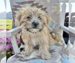 Small Photo #1 Morkie Puppy For Sale in WILLIAMSBURG, IN, USA